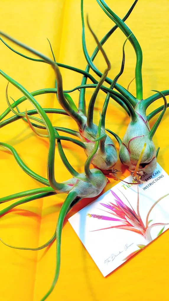 Sellers Choice - Blooming Bulbosa Belize
